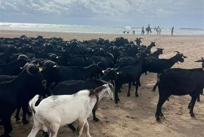 Cunit aposta per la neteja del sotabosc amb ramats de cabres en un nou cicle sobre la transhumància. Ajuntament de Cunit